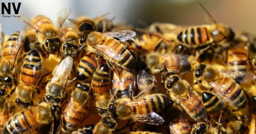 Teamwork-and-Leadership-Lessons-from-Nature-The-Power-of-the-Beehive-Nishant-Verma