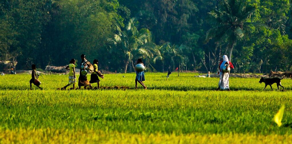 Climate-Resilient-Crops-Research-and-Innovation