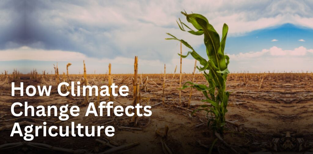 How-Climate-Change-Affects-Agriculture