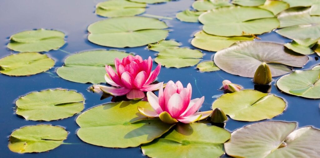 Symbolism-of-the-Lotus-Understanding-Its-Significance-in-Hindu-Iconography-What-is-the-Lotus