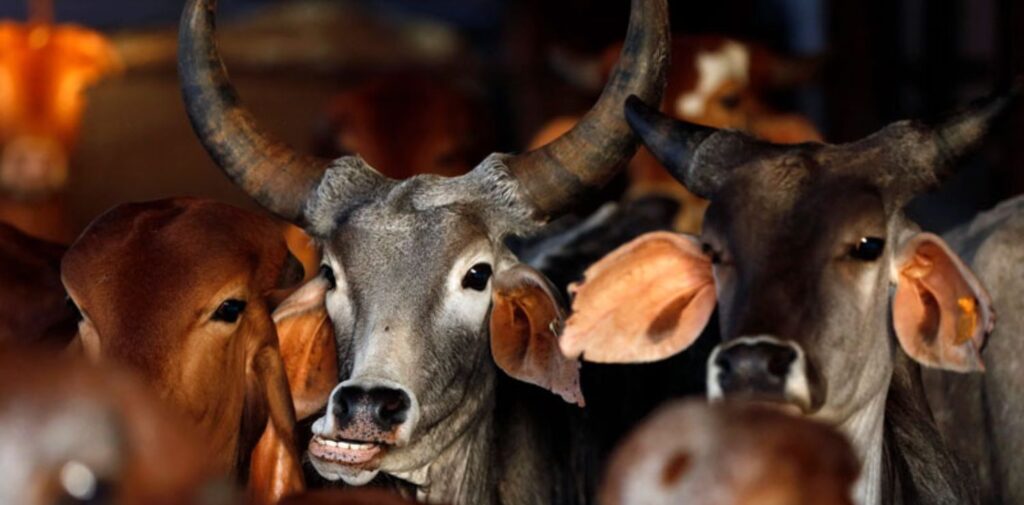 The-Rise-of-Cow-Protection-Laws-and-Societal-Impact