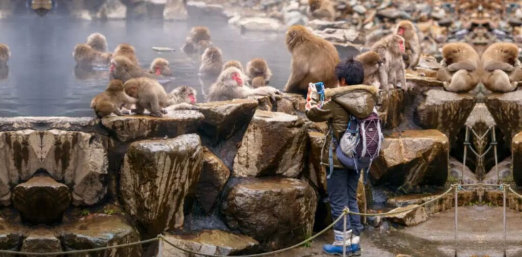 How-Can-We-Celebrate-Monkey-Day-in-India