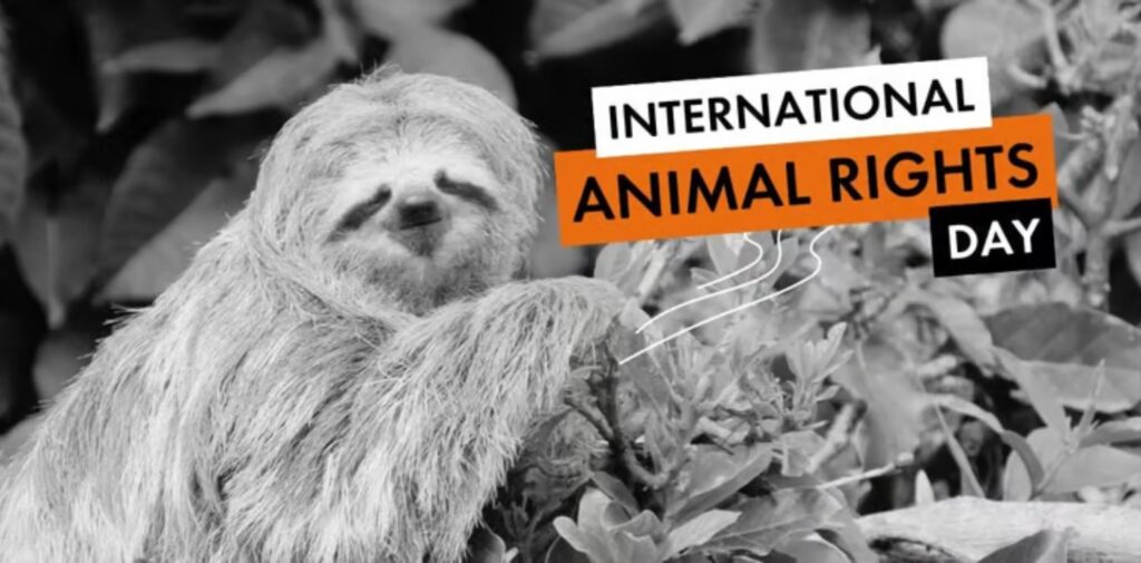 International-Animal-Rights-Day-A-Day-to-Celebrate-and-Protect-Animals-Why-Do-We-Celebrate-Animal-Rights-Day