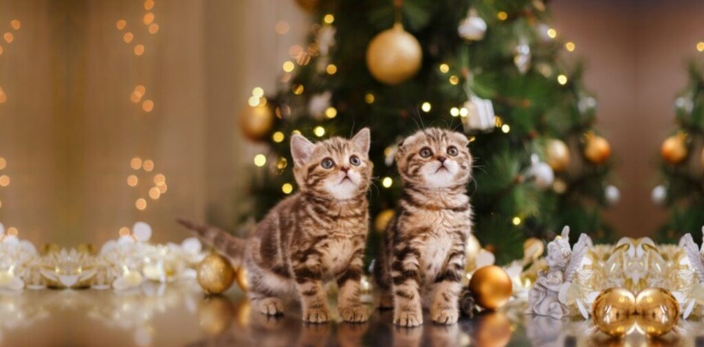 New-Year-of-Cats-Day-A-Celebration-of-Feline-Friends-New-Year-of-Cats-Day-What-Is-It