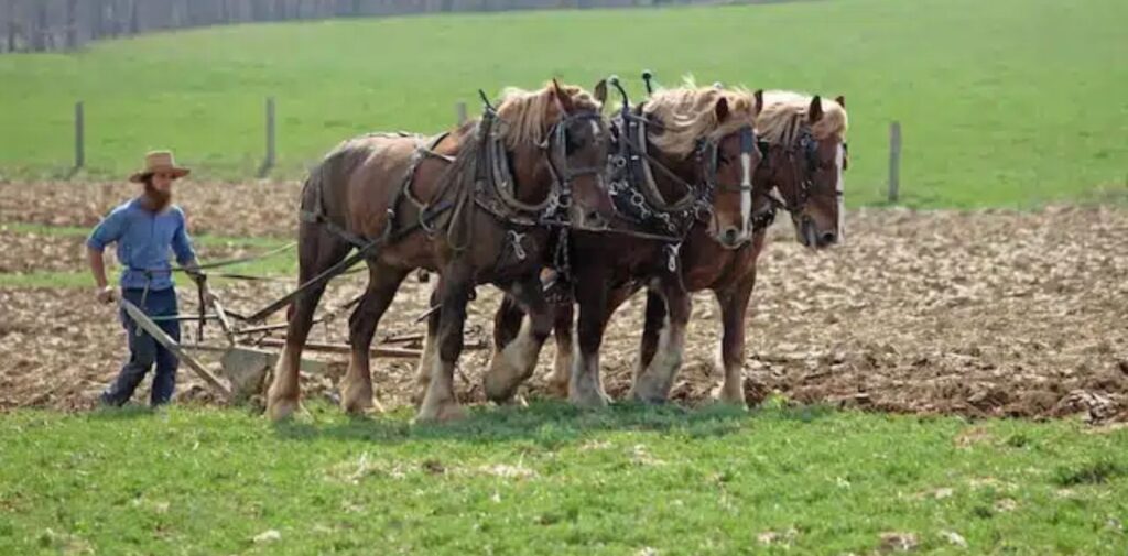 The-Challenges-Faced-by-Horses-in-India