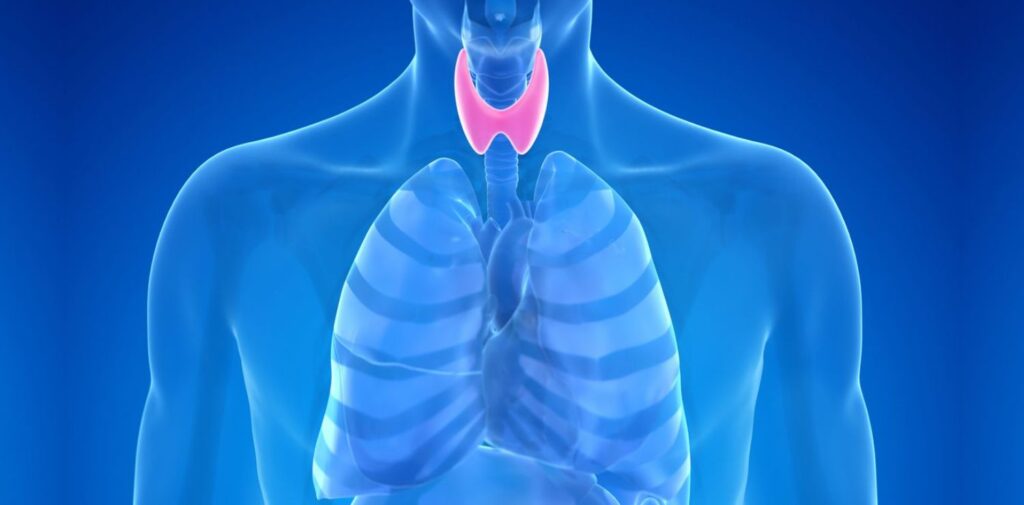 Thyroid-Awareness-Month-Understanding-Preventing-and-Managing-Thyroid-Disorders-What-is-the-Thyroid-Gland