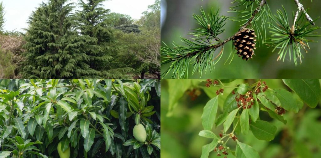 Types-of-Evergreen-Trees-in-India