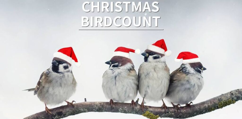 Christmas Bird Count Week: A Celebration of Nature and Conservation