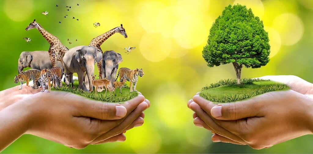 World-Wildlife-Conservation-Day-4th-December-2024-The-Importance-of-Wildlife-Conservation