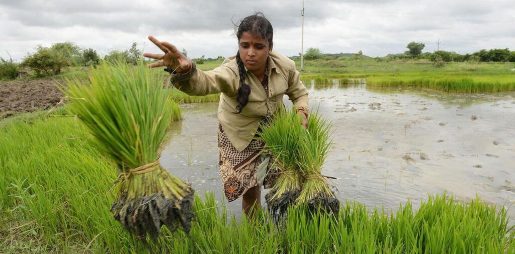 Green-Revolution-and-Its-Long-Term-Impact-on-Indian-Agriculture-What-Was-the-Green-Revolution.