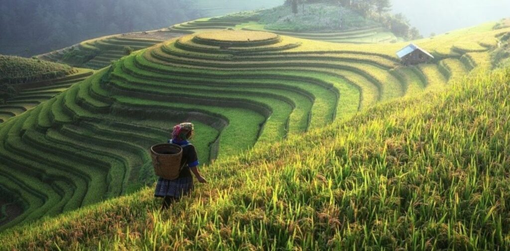 Role-of-Agriculture-in-Mitigating-India-Food-Security-Crisis-Importance-of-Agriculture-in-India
