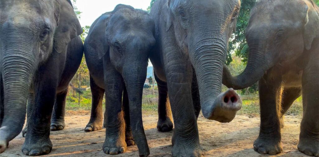 Elephants-in-Modern-Indian-Culture