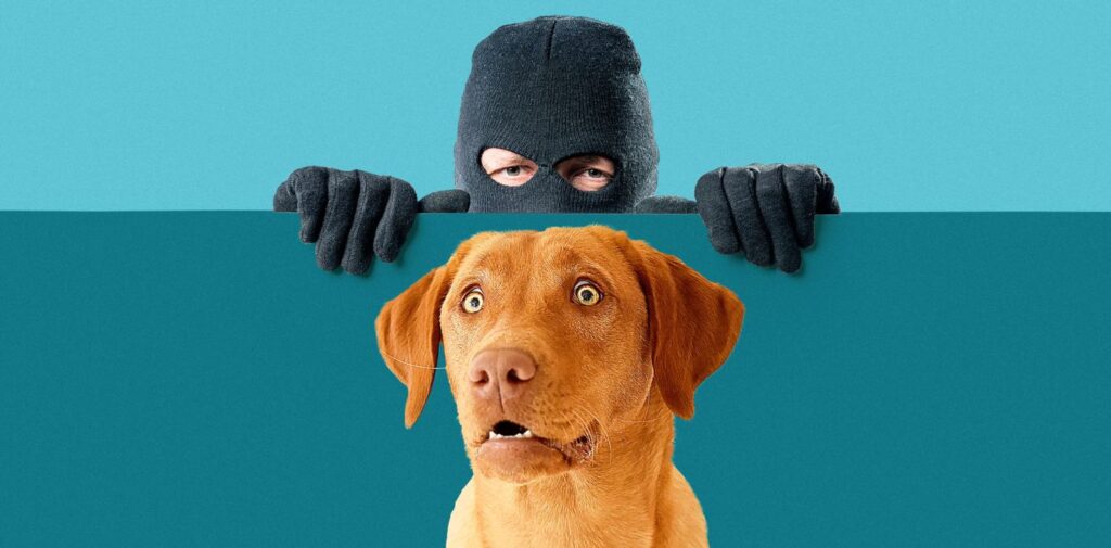 How-to-Protect-Your-Pet-from-Theft.