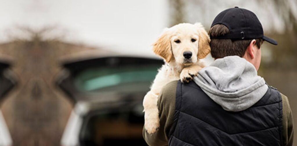 Pet-Theft-Awareness-Day-Protecting-Our-Furry-Friends-Why-Pet-Theft-Happens