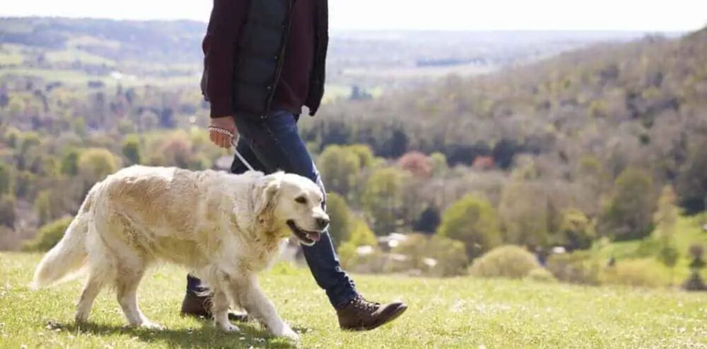 What-to-Do-if-Your-Pet-Is-Stolen